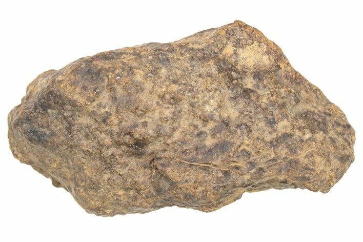 Chondrite Meteorite ( g) - Western Sahara Desert #233194